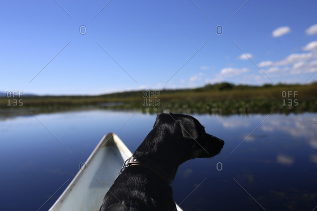 Close-up of dog in boat on lake against blue sky