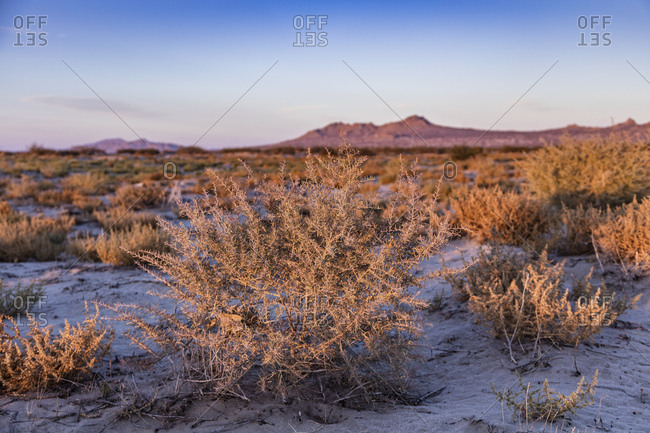 barren desert with tumble weed