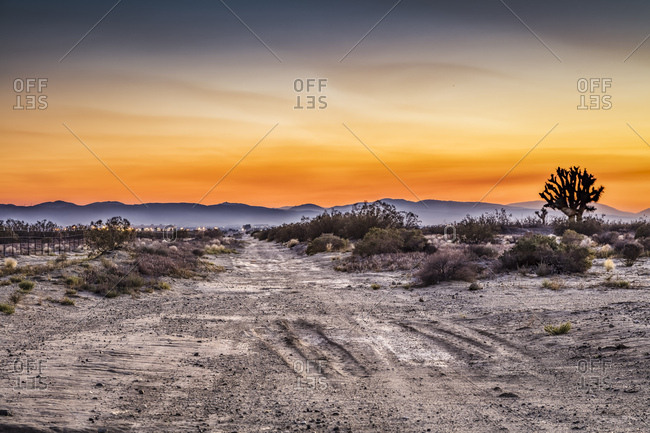 barren desert with tumble weed