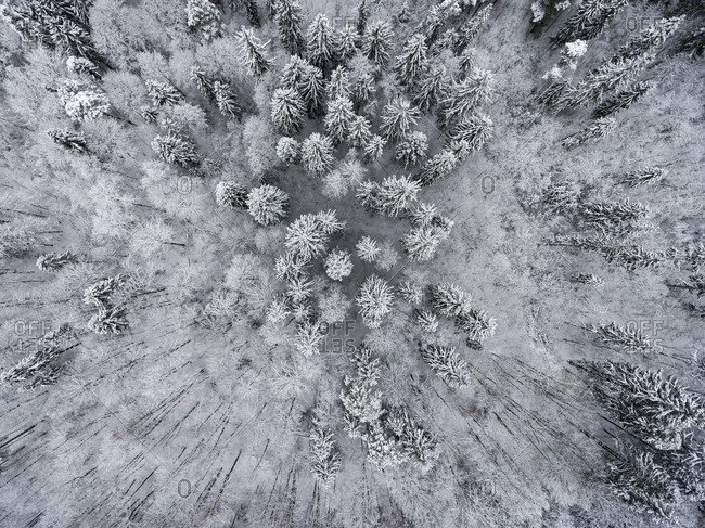 Aerial view of trees in a snow-covered forest