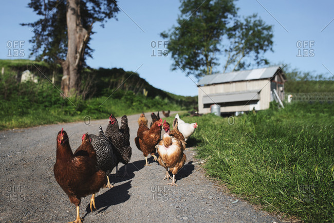 Many chickens walking on gravel road on farm