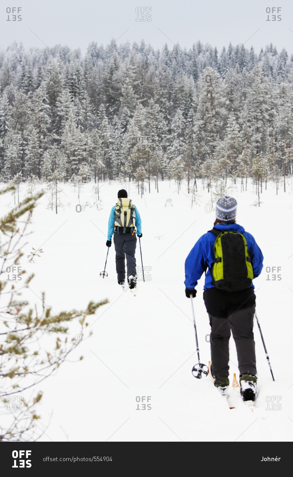 Women cross country skiing in winter forest