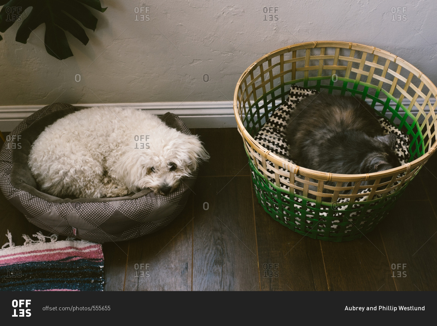 A dog and cat sleeping in beds next to each other