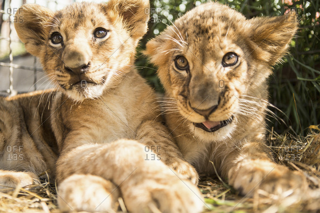 Close-up of lion cubs sitting together