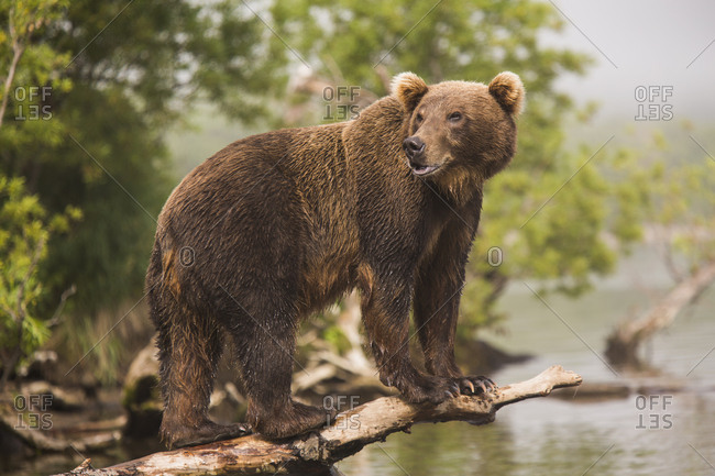 Full length side view of Kamchatka brown bear on log at lakeshore