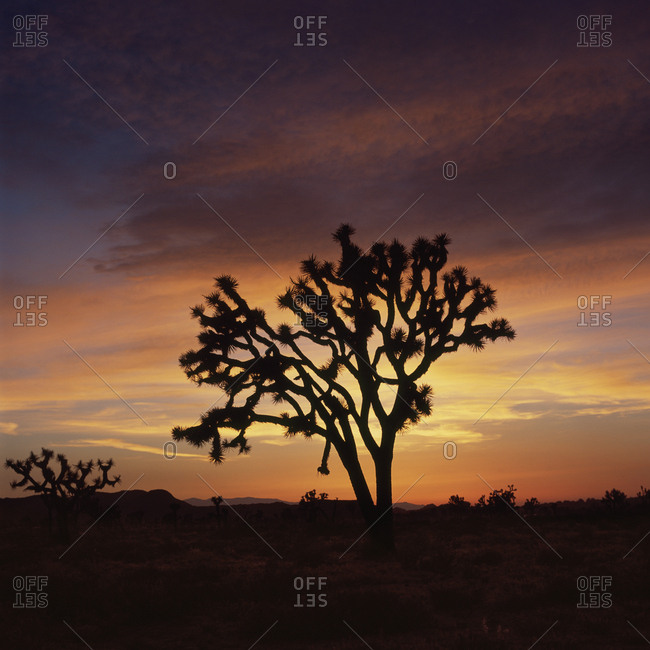 Silhouette of tree in landscape against orange sky during sunset, Joshua Tree National Park, USA