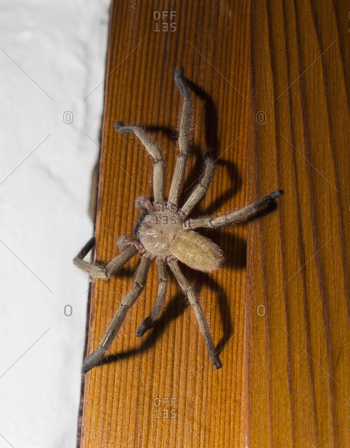 Close-up of spider on wood