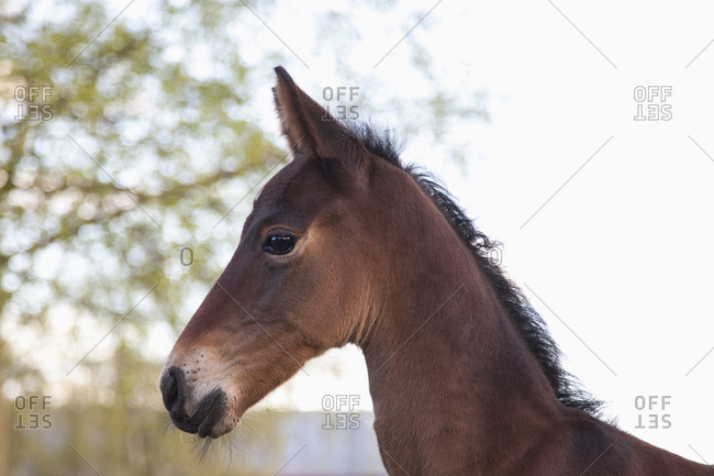 Side view of foal against sky