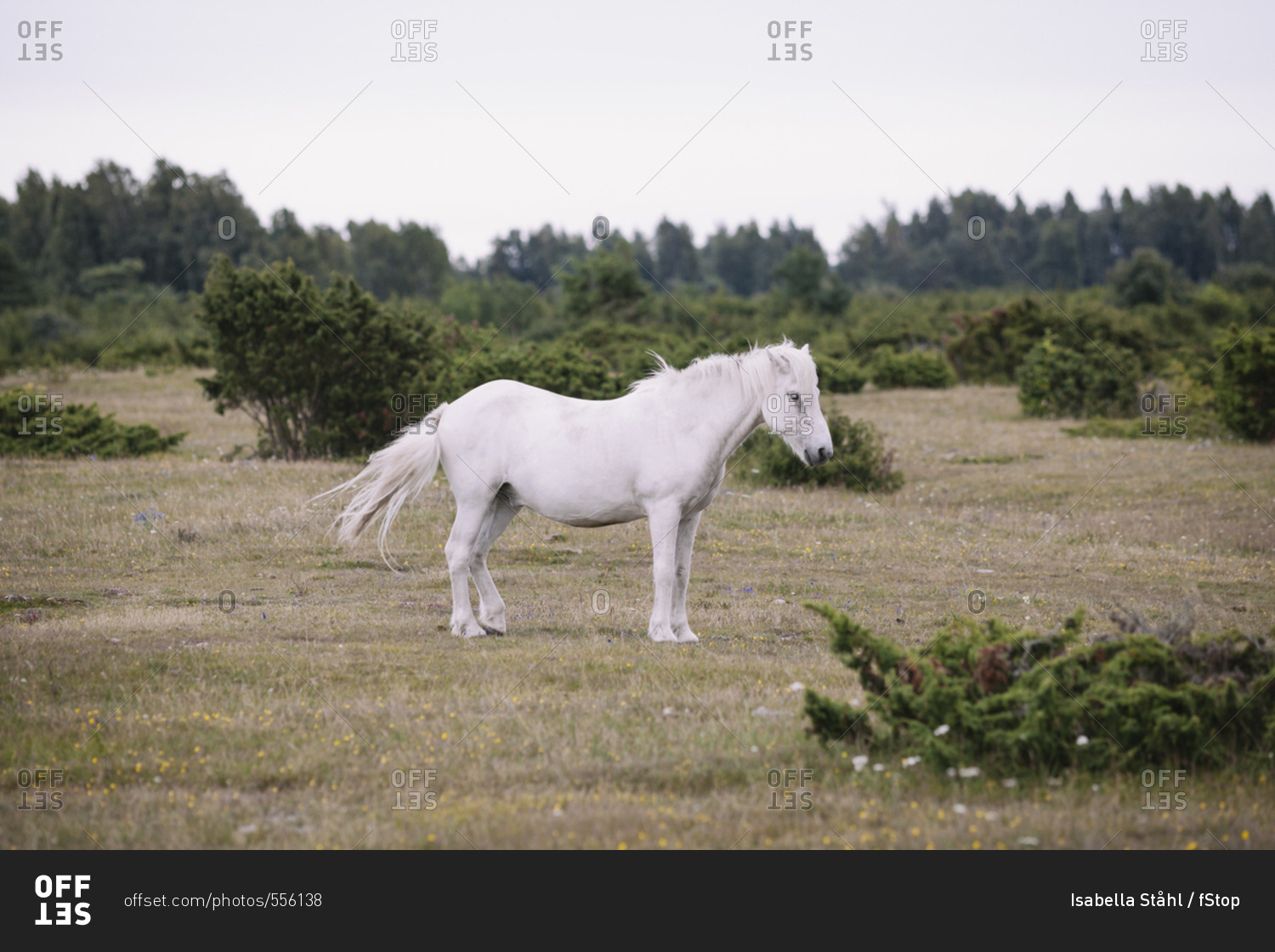 Белый конь минус. Белый конь стоит боком. Horse Side. Белый конь фото боком. Фото сбоку лошадь на белом.