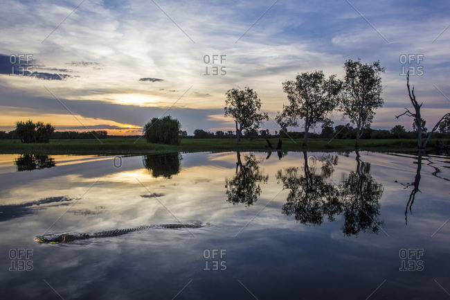 Kakadu National Park, Top End, Northern Territory, Australia. Cannibal Salt Water croc at Yellow Water Billabong