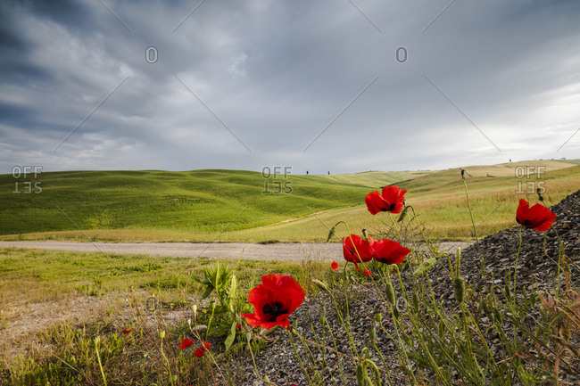 Red flowers and clouds frame the gentle green hills of Val d'Orcia, UNESCO World Heritage Site, Province of Siena, Tuscany, Italy, Europe