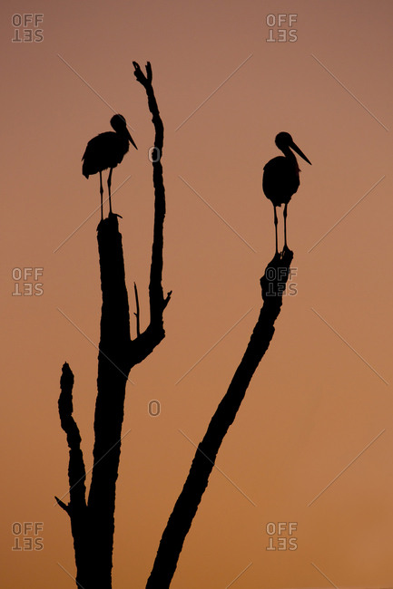 Silhouette of two storks standing on a tree at sunset. photographed in Israel in July