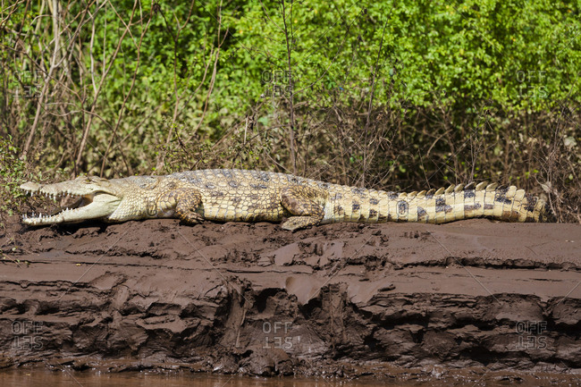 Africa, Ethiopia, South Omo, Omo River, Nile crocodile, (Crocodylus niloticus). Nile crocodile on the banks of the Omo River.