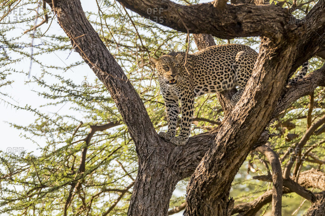 Africa, Kenya, Samburu National Reserve. African Leopard (Panthera pardus pardus) in tree.