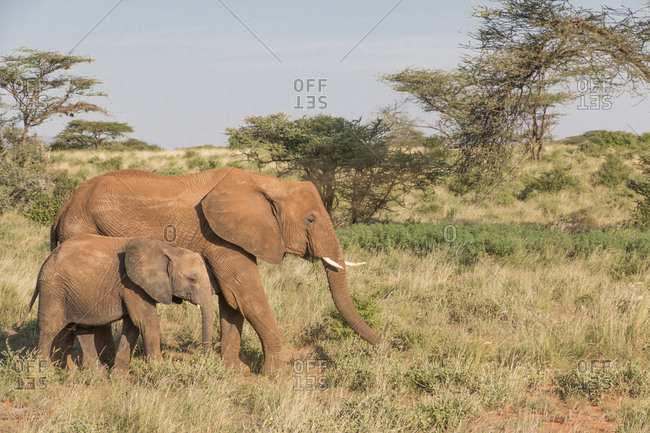 Africa, Kenya, Samburu National Reserve. Elephants in Savannah. (Loxodonta Africana).