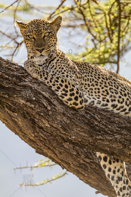 Africa, Kenya, Samburu National Reserve. African Leopard (Panthera pardus pardus) in tree.