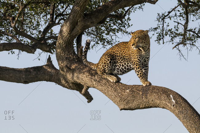 Female Leopard (Panthera pardus), Masai Mara National Reser…