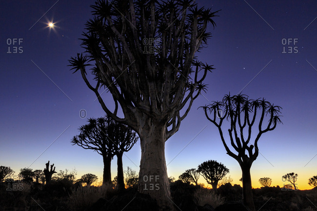 Africa, Namibia, Keetmanshoop. Quiver tree Forest at sunrise.