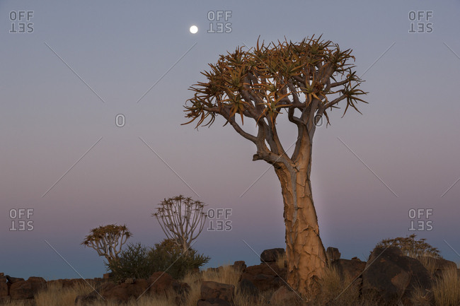 Africa, Namibia, Keetmanshoop, Quiver Tree Forest, (Aloe dichotoma), Kokerboom. Quiver trees among the rocks and grass at sunset.