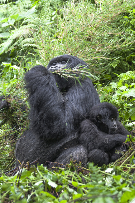 Africa, Rwanda, Volcanoes National Park. Juvenile mountain gorilla sitting next to the eating silverback.