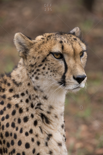 South Africa, Pretoria, Ann van Dyk Cheetah Center. Cheetah (Captive, on endangered list, Acinonyx jubatus)