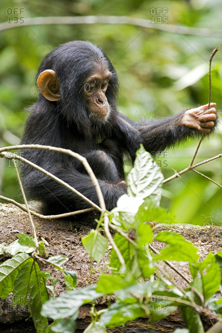 Africa, Uganda, Kibale National Park, Ngogo Chimpanzee Project. An infant chimpanzee plays with a stick.