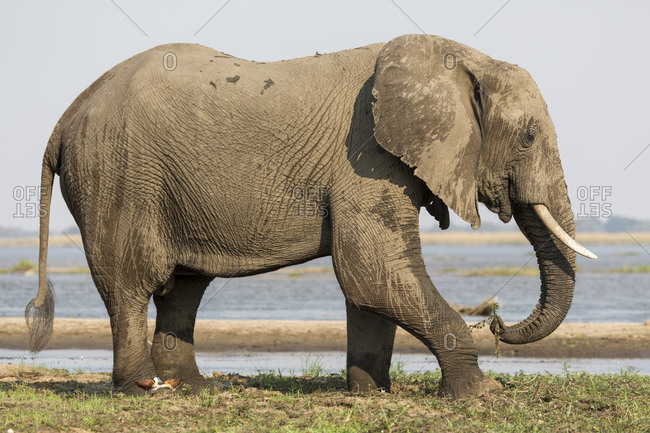 Africa, Zambia. Elephant next to Zambezi River.