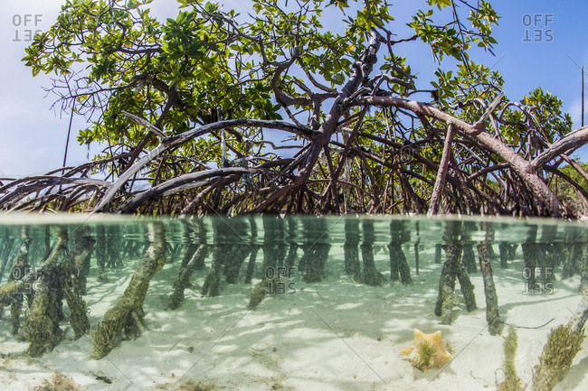 mangrove forest underwater