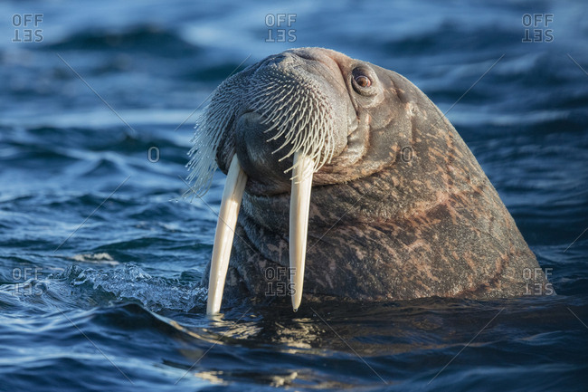 Norway, Svalbard. Walrus surfaces in water.