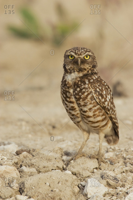 Burrowing Owl