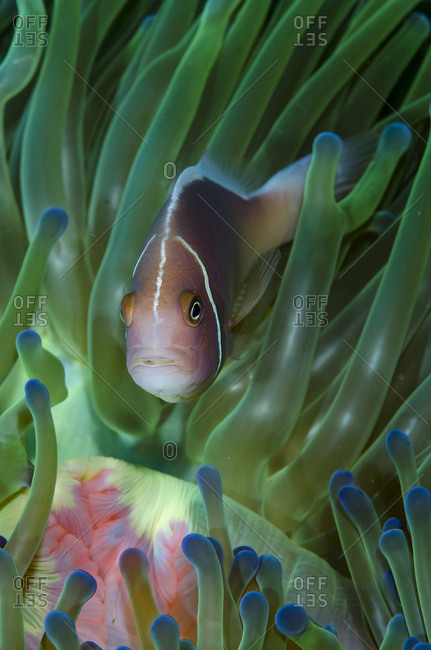 South Pacific, Solomon Islands. Close-up of pink anemonefish in tentacles.