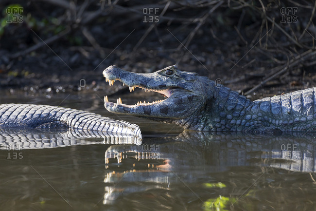 Brazil, Mato Grosso, The Pantanal, Rio Cuiaba, black caiman (Caiman niger) portrait with open mouth.