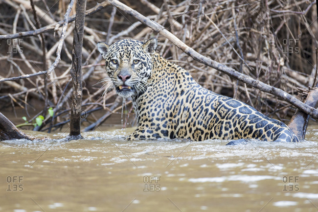 Brazil, Mato Grosso, The Pantanal, Rio Cuiaba, jaguar (Panthera onca) in Cuiaba River after failed caiman hunt.