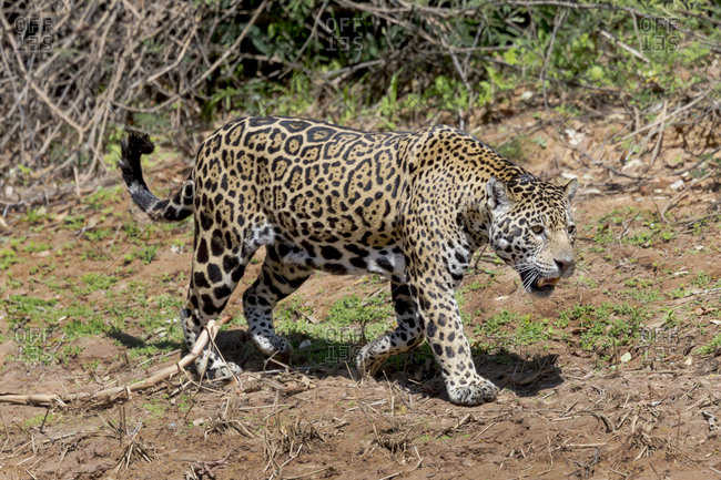 Brazil, Mato Grosso, The Pantanal, Cuiaba River, jaguar (Panthera onca) walking along the bank of the Cuiaba River.