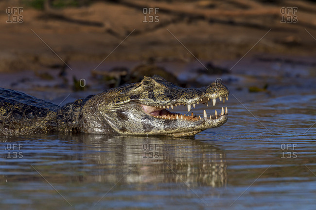 Brazil, Mato Grosso, The Pantanal, black caiman (Caiman niger).