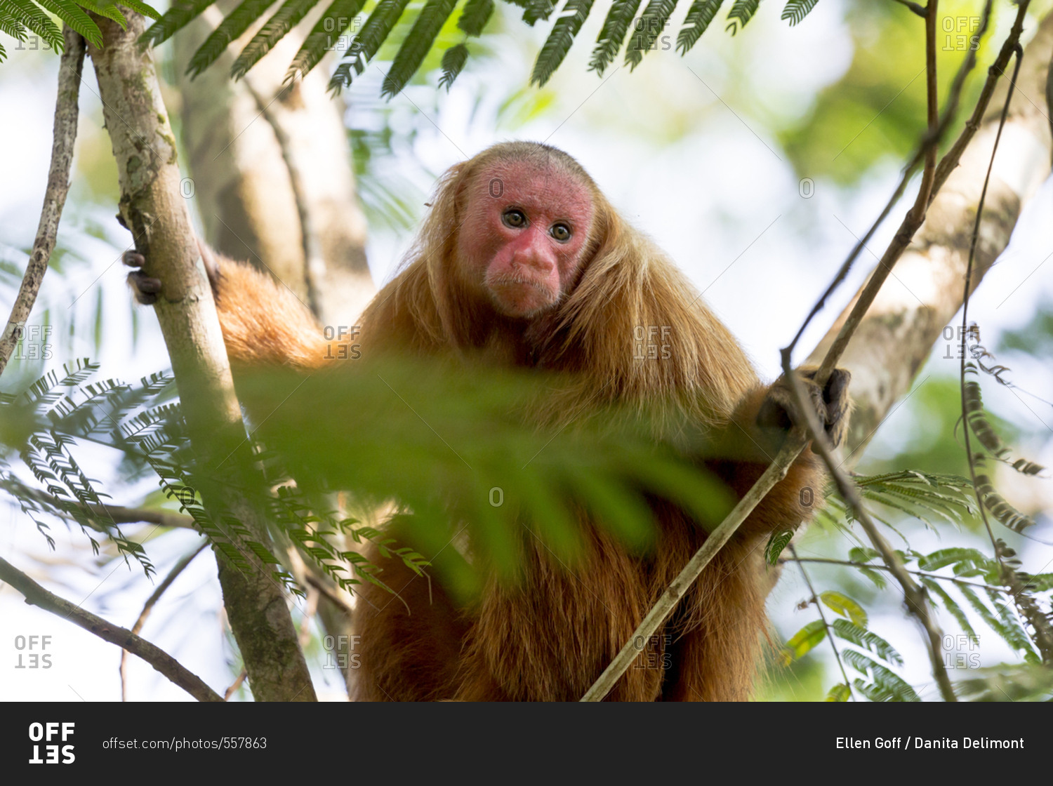 South America, Brazil, Amazon, Manaus, Amazon EcoPark Jungle Lodge, Portrait of a bald uakari monkey in the trees.
