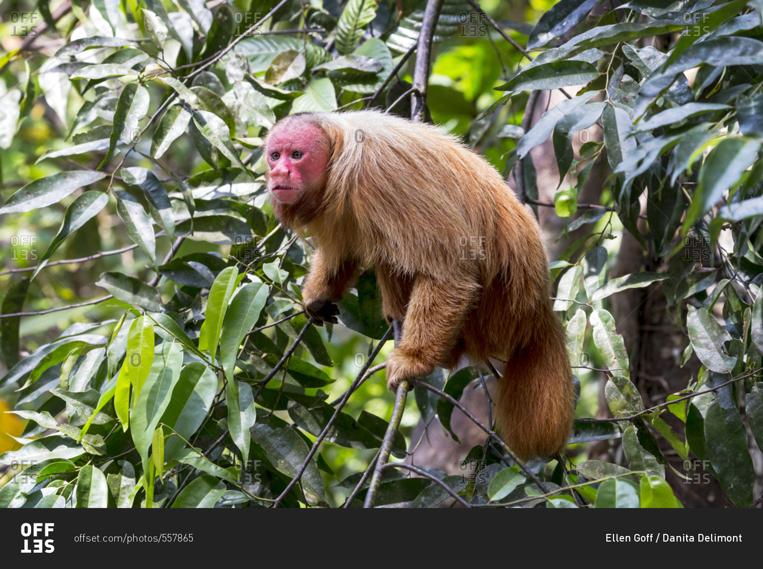 South America, Brazil, Amazon, Manaus, Amazon EcoPark Jungle Lodge, Portrait of a bald uakari monkey in the trees.