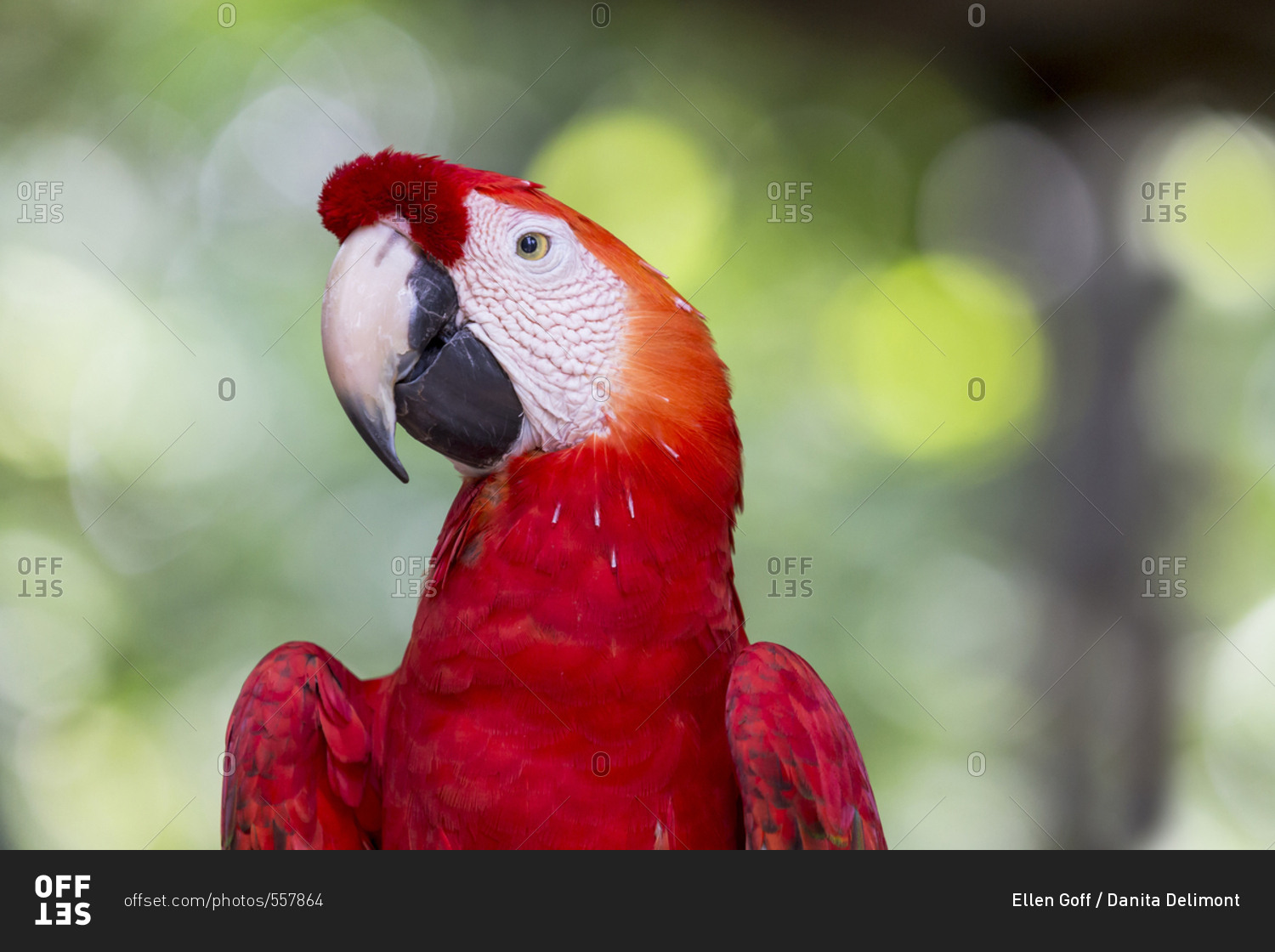 South America, Brazil, Amazon, Manaus, Amazon EcoPark Jungle Lodge. Headshot of a scarlet macaw.
