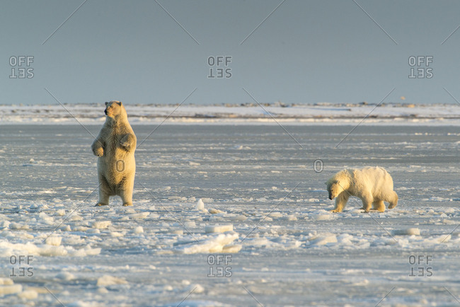 Polar Bears near Kaktovic, Alaska (Large format sizes available)