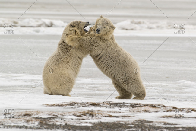 Polar Bears near Kaktovic, Alaska (Large format sizes available)