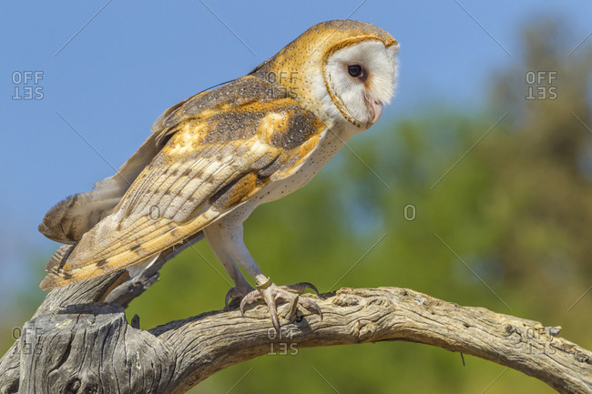 USA, Arizona, Arizona-Sonora Desert Museum. Barn owl on limb.