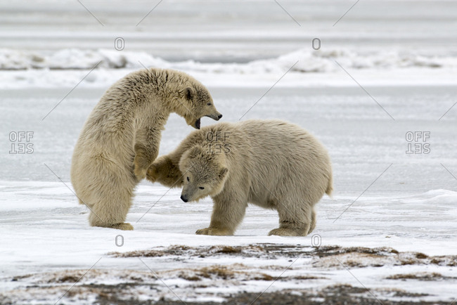 Polar Bears near Kaktovic, Alaska (Large format sizes available)