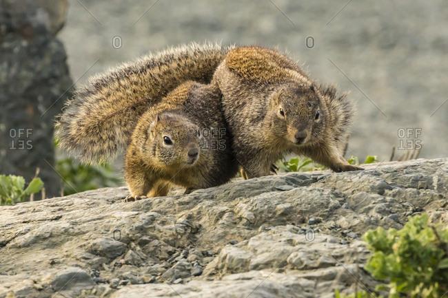 USA, California, Piedras Blancas. California ground squirrels' courtship behavior.