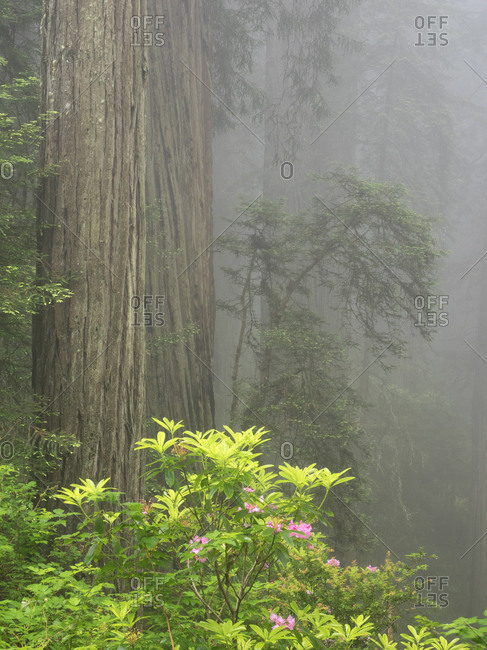 del norte coast redwoods state park