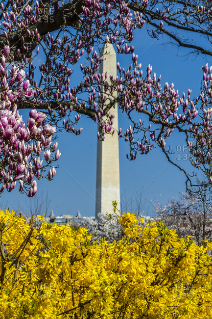Washington DC. District of Columbia. Washington Monument springtime with Magnolia blooms and Forsythia blooming