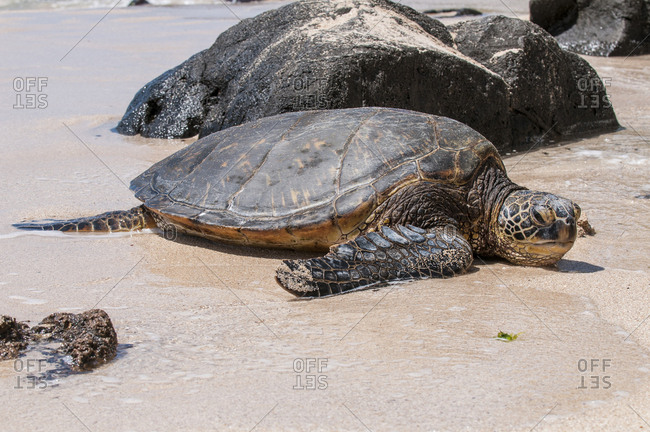 A green sea turtle (Chelonia mydas) on Laniakea Beach, North Shore, Oahu, Hawaii.