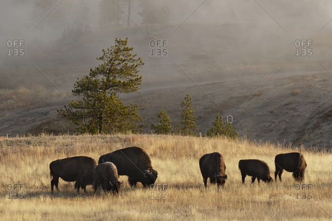 Herd of Bison near Old Faithful Geyser Upper Geyser Basin, Yellowstone National Park (Montana, Wyoming)