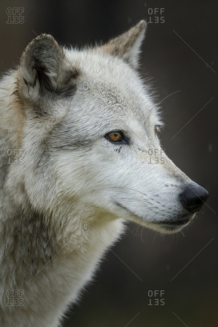 Gray Wolf, Canis lupus, West Yellowstone, Montana, controlled (PR)