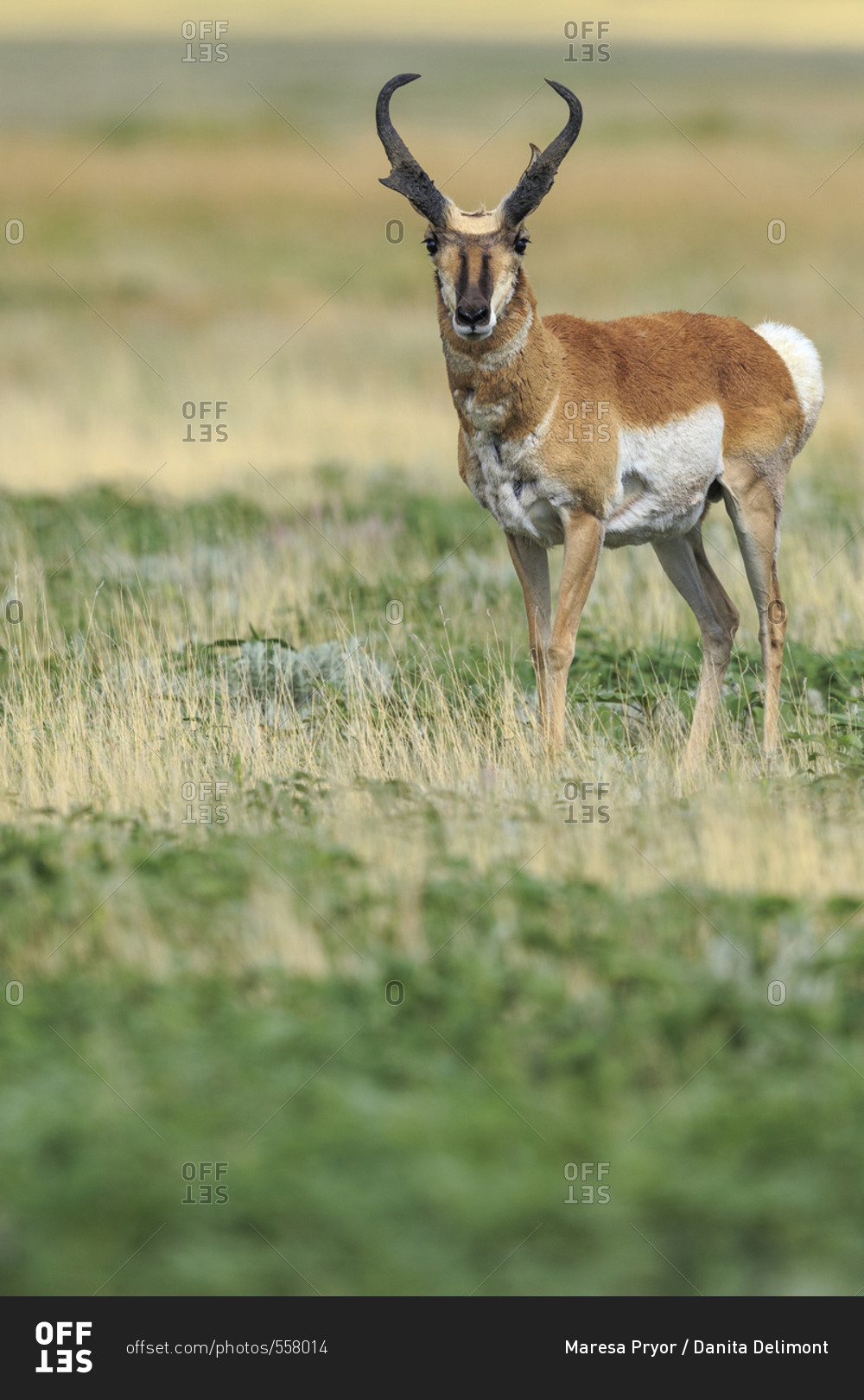 Prong buck, Pronghorn antelope, Antilocapra americana, grasslands, New