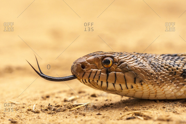 USA, Texas, Hidalgo County. Bull snake head with flicking tongue.